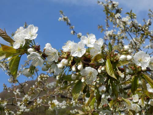 サクランボの花