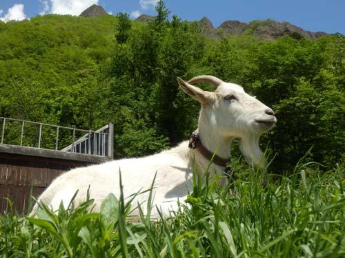 ヤギと八剣山