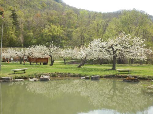 池のそばのサクランボの花