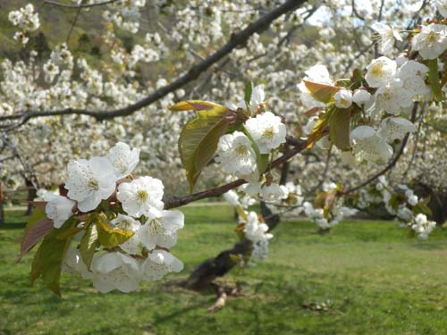 サクランボの花