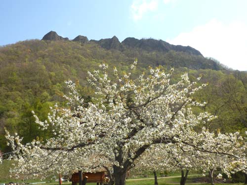 サクランボの花と八剣山