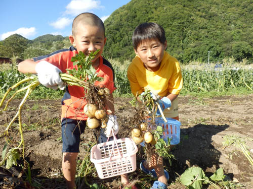 じゃがいも収穫体験