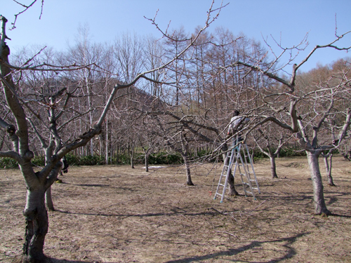 果樹の剪定作業